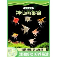Koleksi Angelfish Ikan Yan Peru Isabel Ikan Yan Ikan Tropika Syaitan Biru Pakej Hidup Ikan Hiasan Hi