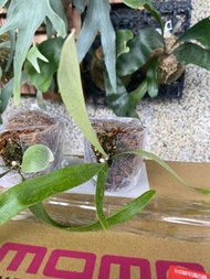 深綠交爪哇鹿角蕨-側芽-療癒植物-文青、蕨類、雨林植物-IG網紅-室內-天南星-觀葉