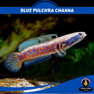 Blue Pulchra Channa | 3 INCH