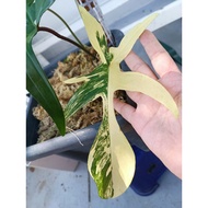 Philodendron Florida Beauty Variegated