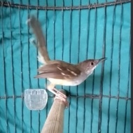 Sale Terbatas Burung Ciblek Semi Gacor Aman