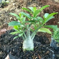 bibit tanaman adenium bunga tumpuk bonggol besar bahan bonsai kamboja