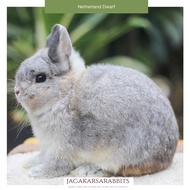 Kelinci Netherland Dwarf Jantan Proven