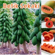 【Ready Stock】10 pcs Biji benih F1 Betik sekaki Papaya seeds Quality seeds