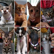 Kalung Kucing Custom / Kalung Kucing Nama / Kalung Kucing Murah