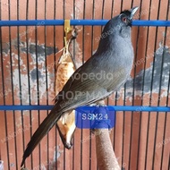 Best Seller Burung Poksay Hongkong Pipi Hitam Bunyi Koleksi Pribadi