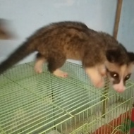 baby musang platinum mozaik jantan