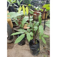 Anak pokok longan tangkai mas hybrid