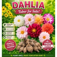 Dahlia Tuber (Collection Dec'25)