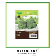 Baba Broccoli Seed 芥兰花
