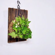 睫毛秋海棠板植│窗邊植物│觀葉植物