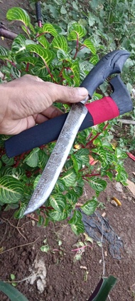COD:pis0 rajah Banten pajang 17-20 cm