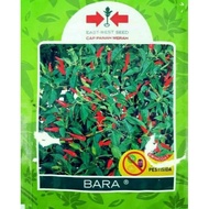 Benih cili api bara.