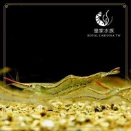 皇家水族 霸王紅長戟槍蝦 米蝦 除藻 觀賞蝦 活餌