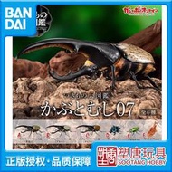 [塑唐]萬代 扭蛋 玩具 生物大圖鑒 甲蟲07 長戟 大兜蟲[現貨]