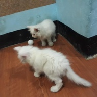 Kucing Himala/Kucing Persia/ Kucing Rag Doll/ Kucing Anggora -