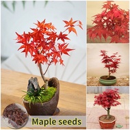 [100% Fresh Seeds] 35pcs Maple tree seeds for sale Japanese Maple Seeds for Planting Acer palmatum Bonsai Seeds