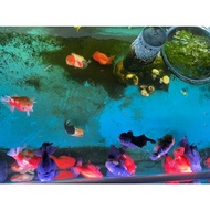 BioTech Aquarium Bacteria Microorganism PSB