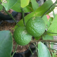 bibit tanaman buah jeruk limau