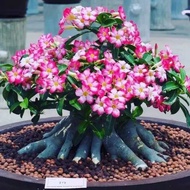 Bibit Tanaman Bunga Adenium Cabang Seribu Bahan Bonsai Bonggol Besar