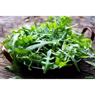 ┇☁♧RARE Italian Rocket Lettuce / Arugula Vegetable Salad Seeds ( 1000 seeds ) - Basic Farm House sho