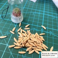 100粒49進口沙漠玫瑰種子混合盆栽種子玫瑰花種子成活率高