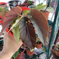 Begonia For Sale #begonia