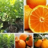 fresh bibit jeruk dekopon okulasi tanaman buah jeruk pohon jeruk non