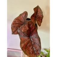 Keladi Darth Maul / Caladium Darth Maul / RARE