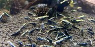 Black Galaxy Caridina Shrimp by [3k Aquatic]