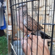 Stok Terbatas Derkuku Tekukur Kuk 2