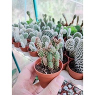 cactus opuntia brown fur 5.5cm