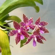 [ Fragrant + Species ] Phalaenopsis hieroglyphica Orchid