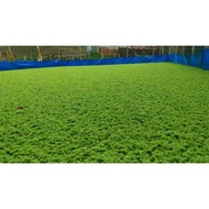 Azolla / Bibit Azola pinata 1 kg / Bibit Rumput Azolla pakan ternak berkualitas super