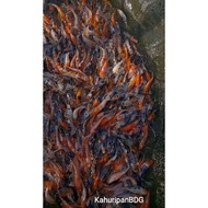 Bibit Ikan Koi Blitar Size 5-7Cm Minimal Order10 Ekor Original,