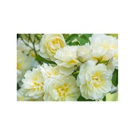 Ownroot English Rose ID Imogen