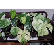 Monstera Mint Monstera Full Moon Mint Monstera White Tiger