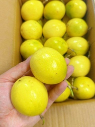 Buah Markisa Emas Segar - Passion Fruit Panama Golden Rose 100% Sweet Panama Type MyGAP Certified (M