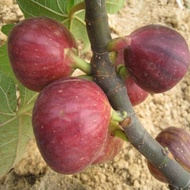 Fig Seeds for Planting  seeds,  - Fig Tropical Fruit Seeds Ficus Carica Bonsai Fruit Tree Seeds