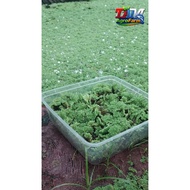 Azolla Fresh Cup Seeds 1000ml Thick + MEDIA – ONLY FOR SHIPPING FAR THROUGHOUT AREAS, Safe & Resista