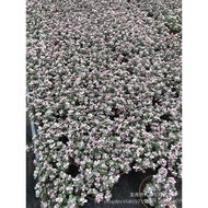 Jinsheng Cactus Sand Cactus Yale Plant Dance Column Succulent Plant More Cactus SJSR