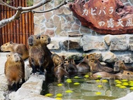 宜蘭-宜蘭一日遊| 頭城老街 &amp;蔥寶寶體驗農場&amp;張美阿嬤農場&amp;羅東林業文化園區&amp;羅東夜市| 台北或宜蘭出發