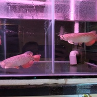 arowana golden red arwana