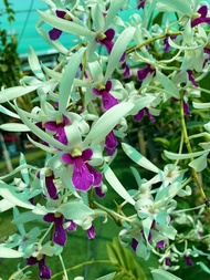 Hoa lan denro bà liễu xưa nắng thơm