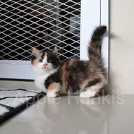 kucing munchkin betina