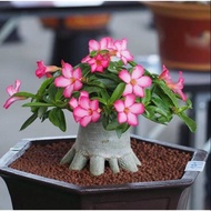 Bibit adenium bonggol besar bahan bonsai kamboja jepang Berkualitas