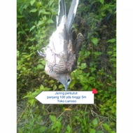 Jaring Burung Perkutut Panjang 100yds Tinggi 5 m murah