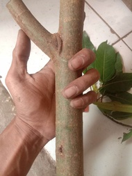 stek batang loa #bahan bonsai loa