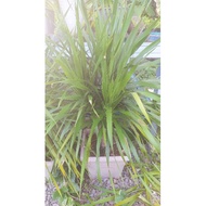 [KS] Dracaena draco indoor plant outdoor plant pokok hidup
