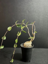 塊根植物 火星人